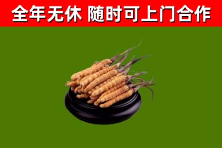 阿尔山烟酒回收冬虫夏草.jpg